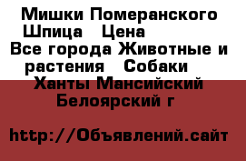 Мишки Померанского Шпица › Цена ­ 60 000 - Все города Животные и растения » Собаки   . Ханты-Мансийский,Белоярский г.